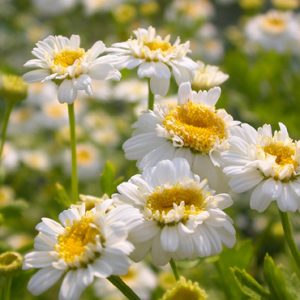 Camomilla romana